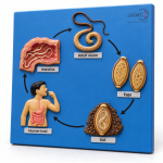 Life Cycle of Trichuris Trichiura Model